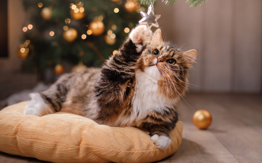 Holiday Gift Guide for Cats