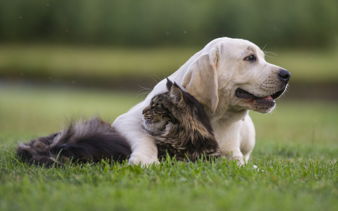 The Facts about Fleas, Ticks, and Lyme Disease