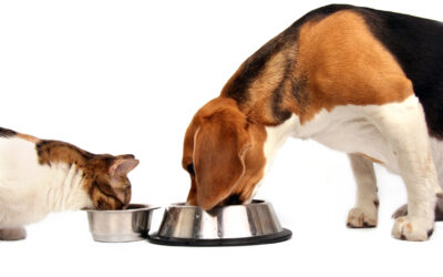 Is Raw Pet Food Safe for Cats and Dogs?