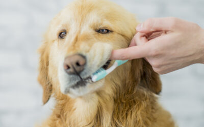 Why Good Dental Health is Important for your Pet