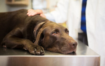 Pets Who Eat Something Toxic Need Their Veterinarian Not Dr. Google