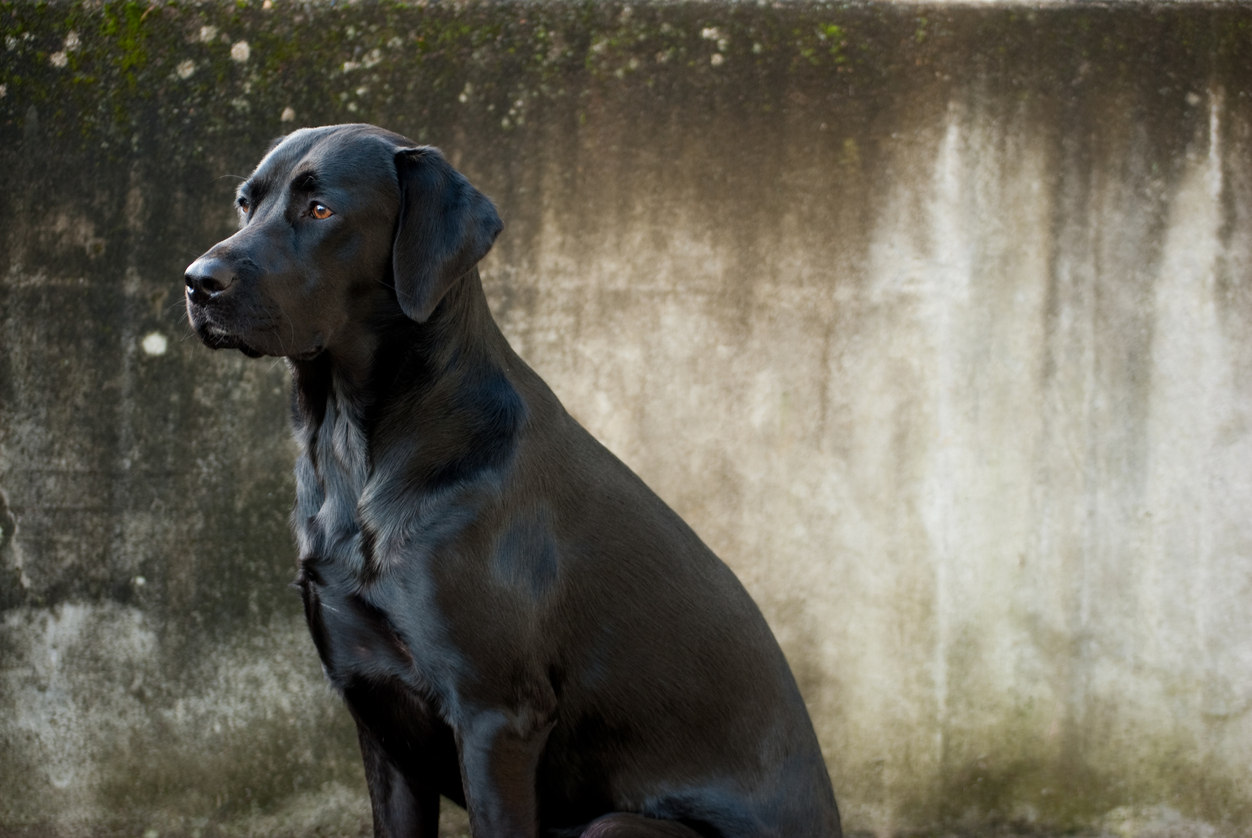 Training Dogs to Sniff Out Coronavirus