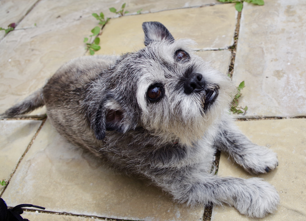 Caring for an Aging Pet