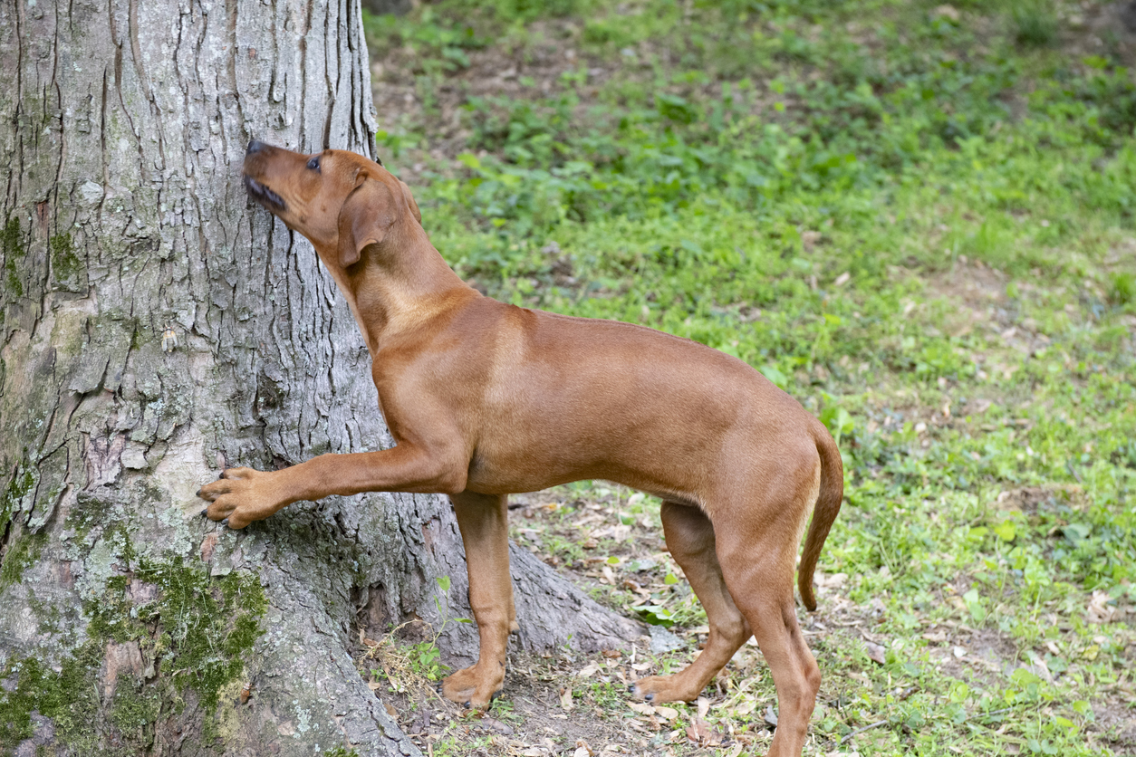 Are Cicadas Dangerous to Dogs?